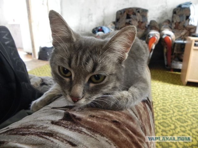 Котовторник 18.08.2015