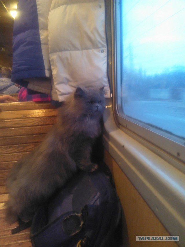 Котовторник 24.11.2015