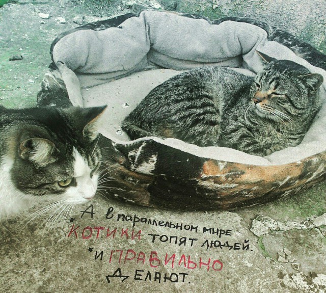 В Омске из мёртвого кота сделали памятник