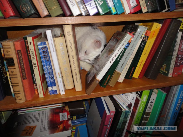 Котовторник 19.01.2016