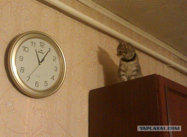 Прикольная фотоподборка