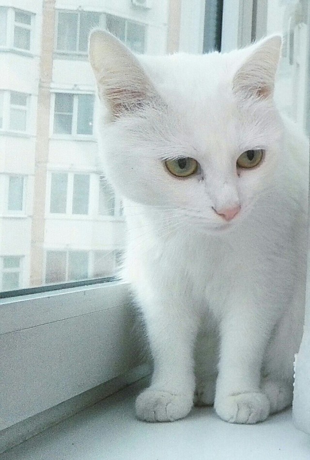 Мой кот, мои правила!