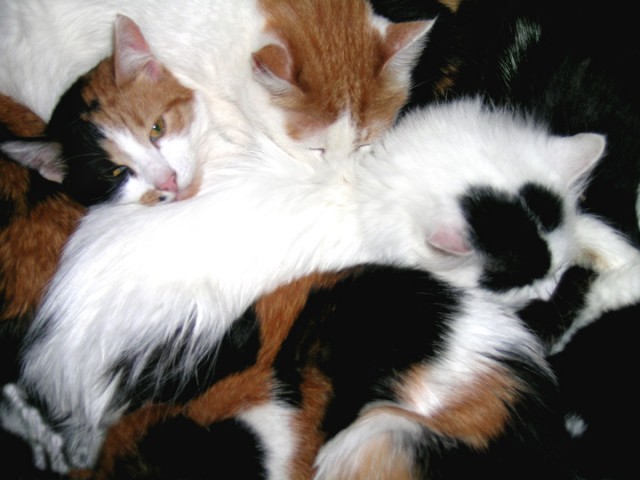 Коты, кошки, котята