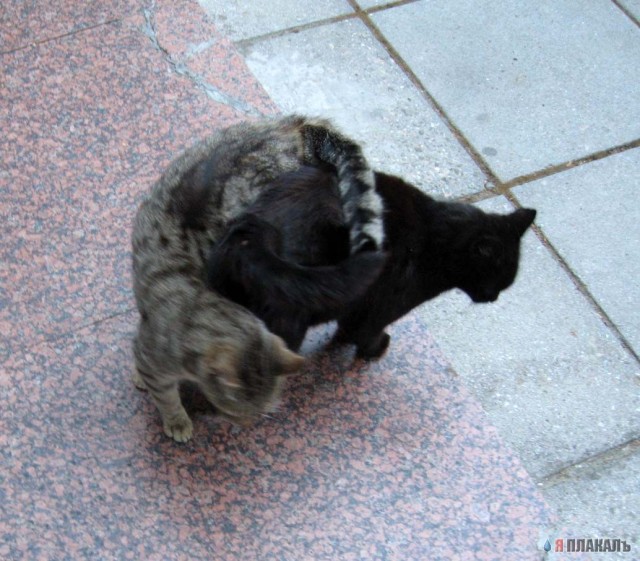 Котомет на вторник!