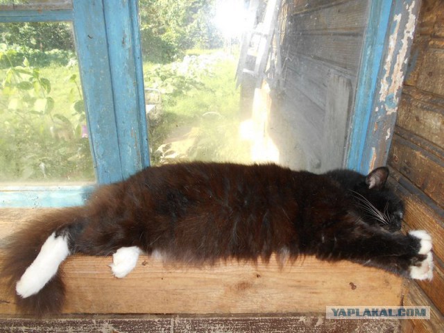 Жизнь домашнего приюта для котеек 128