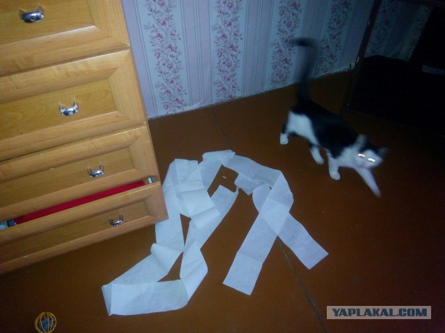 Котовторник 30.08.2016