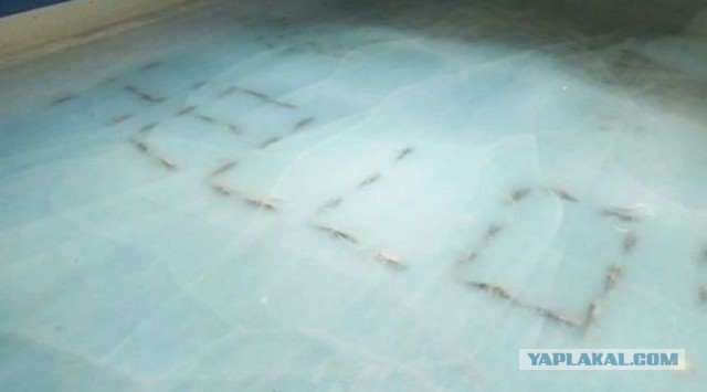 Вот какие подарки на Новый год получают сотрудники мировых компаний