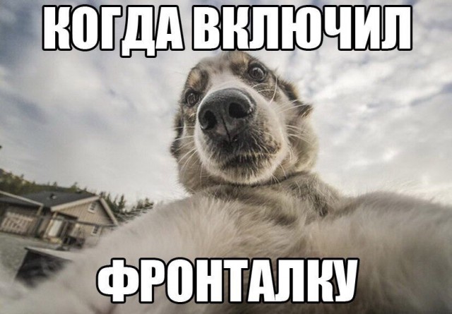 Самые смешные животные