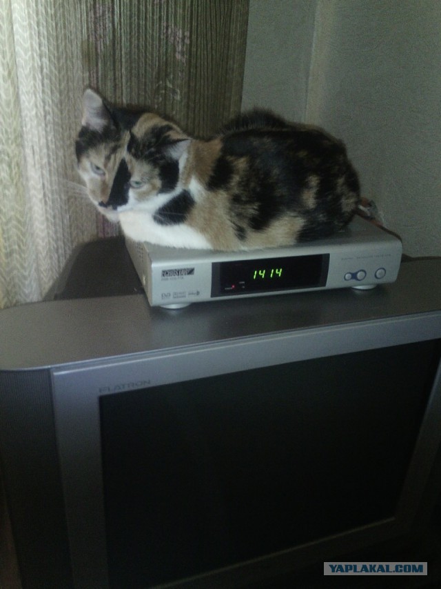 Коты и Кошки