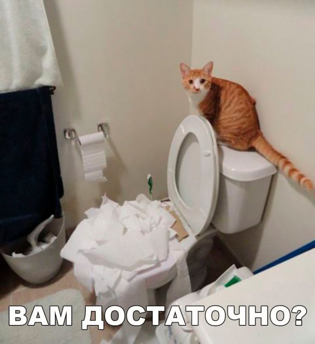 Коты и Кошки