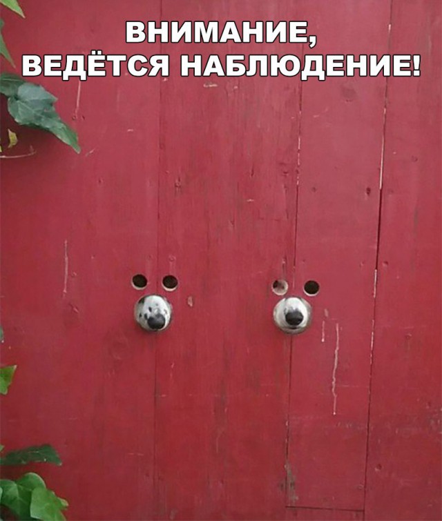Подборка забавных животных