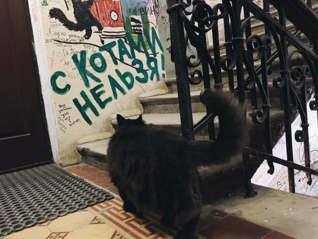 Коты и Кошки