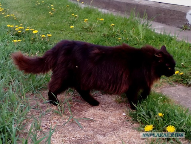 Котовторник 12.12.2017