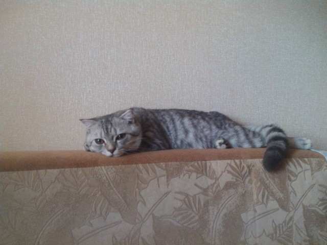 Коты и Кошки