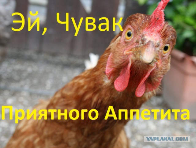 ЯПКулинарии 12 лет