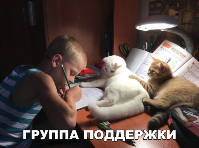 И еще немного картинок из этих наших интернетов