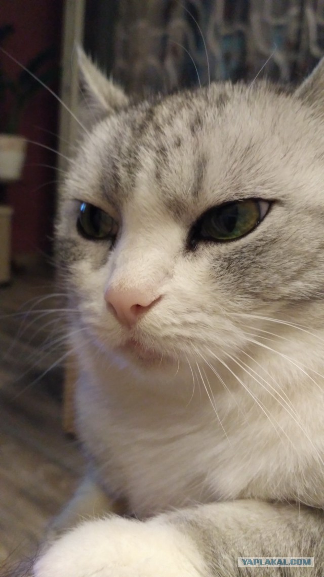 С Днем кошки!