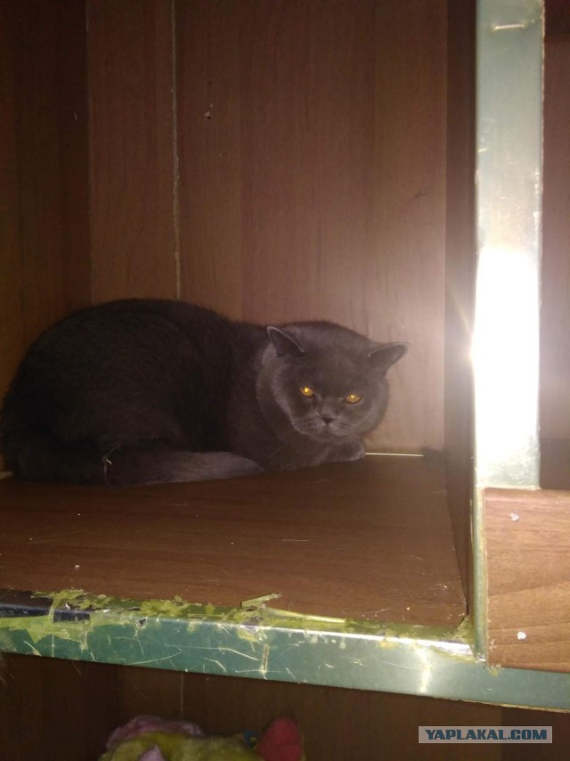 Котовторник 20.03.2018