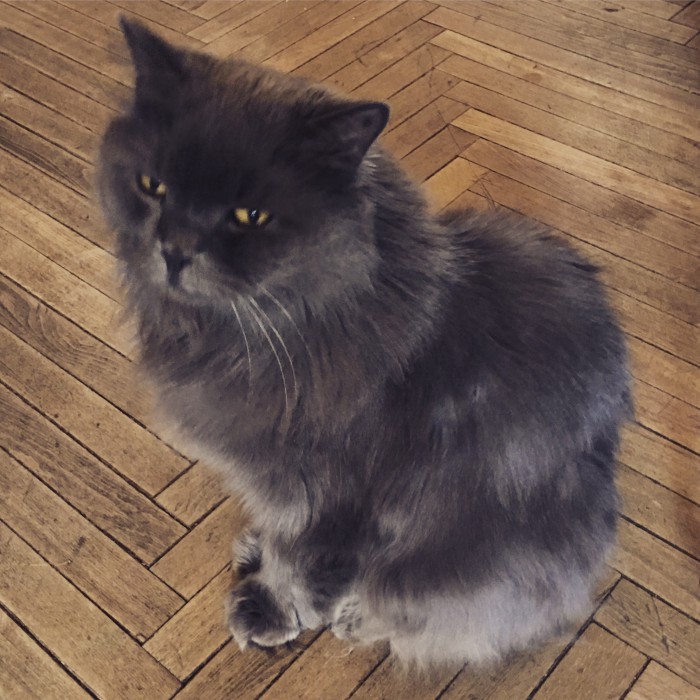 Котовторник 05.06.2018