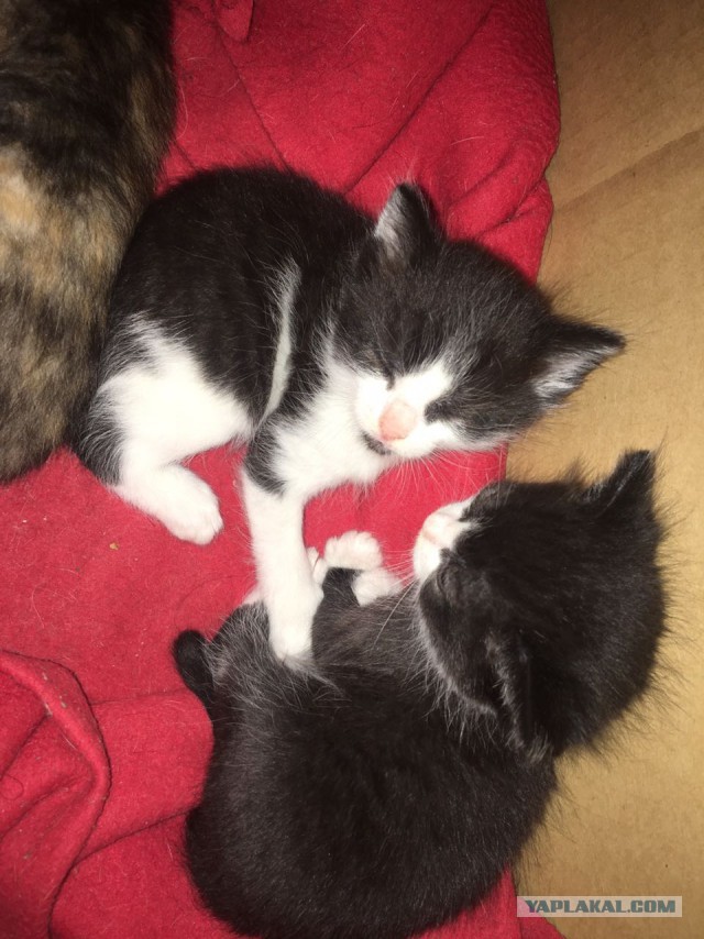 Отдам котят в Новосибирске