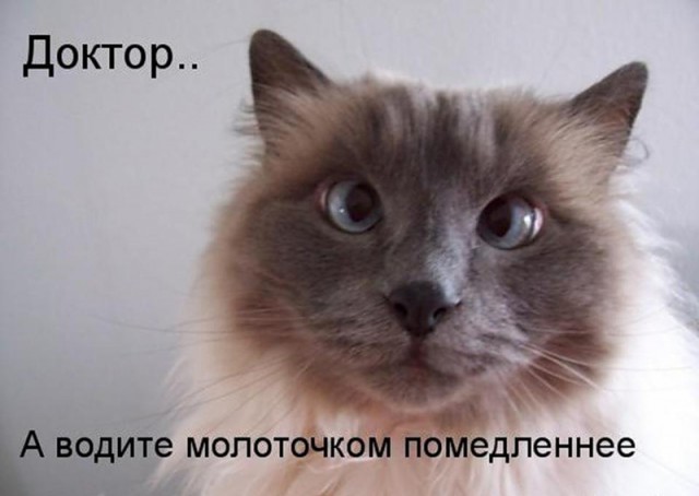 Забавный кот крутит спиннер