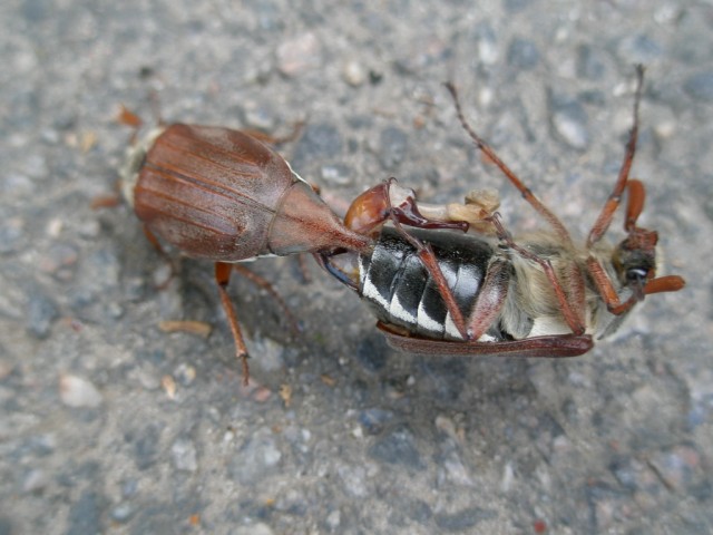 Насекомий секас