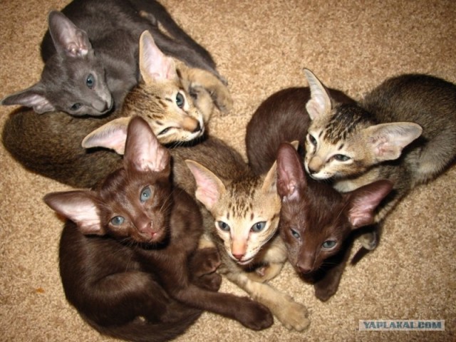 Котовторник 4.01.2011 - первый котовторник года