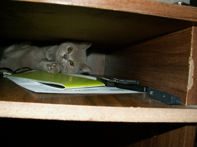 Котовторник с Максом