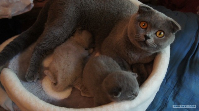Состоятельный котовторник