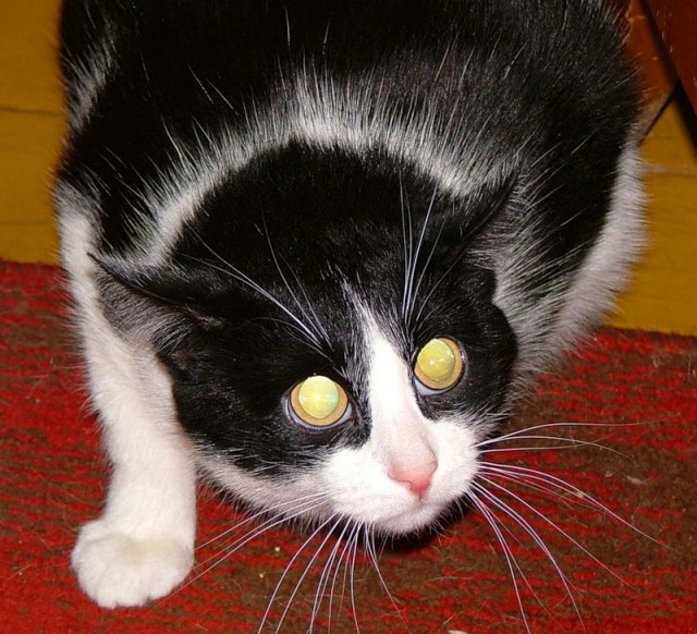Котовторник 22.11.11