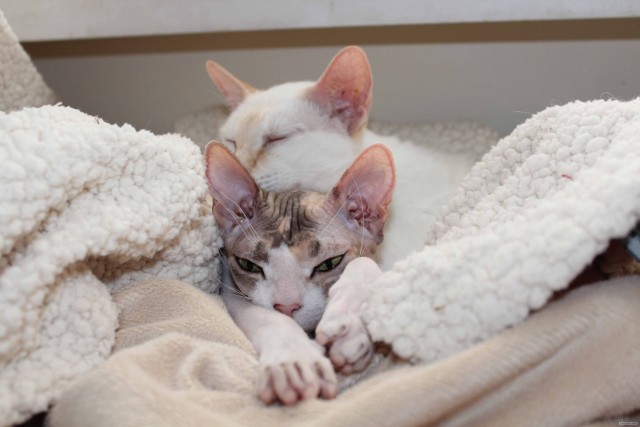 Котовторник (24. 01. 2012 )