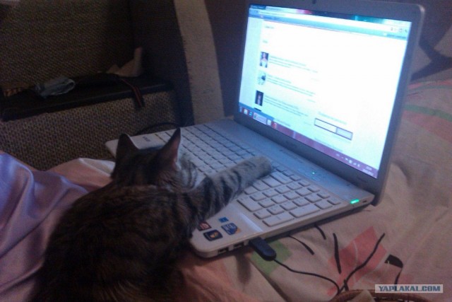 КОТОВТОРНИК (6.03.2012)