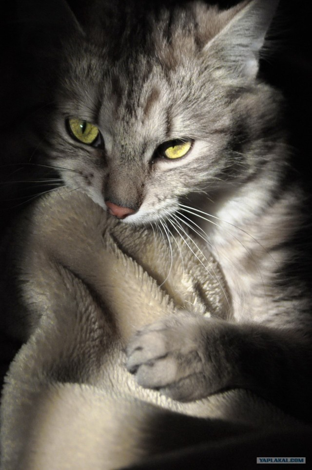 Котовторник! 13.03.2012