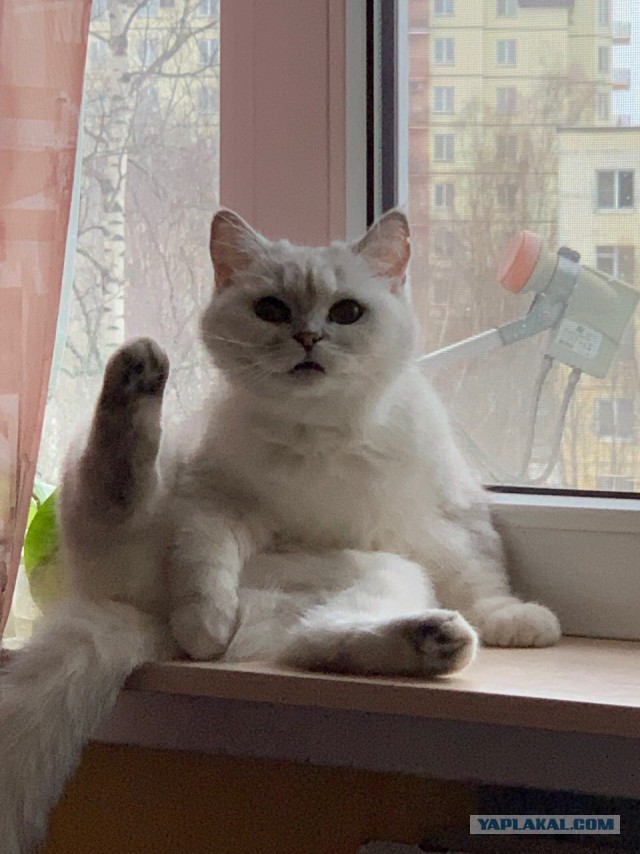 Котовторник 25.12.2018