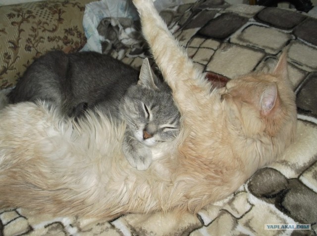 Котовторник 10.04.2012