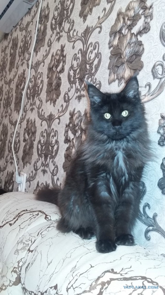 20 снимков с кисточками, доказывающих, что прекраснее мейн-кунов могут быть лишь котята мейн-кунов