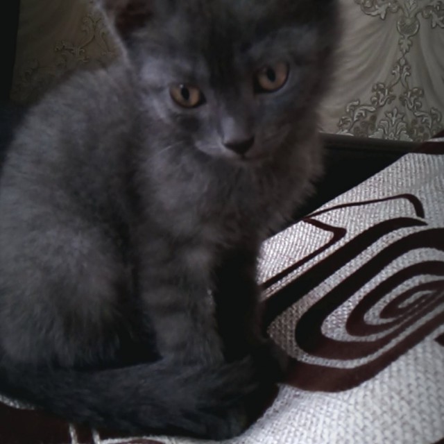Забавные фото котеек