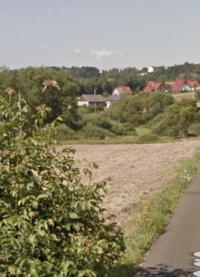 Google Street View показал топ-10 животных, случайно попавших в кадр