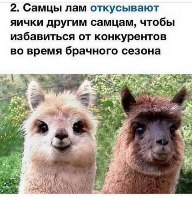 Бредзона
