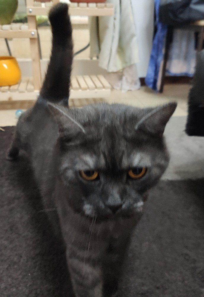 Котовторник *новогодний* 31/12/2019