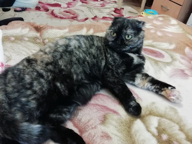 Котовторник