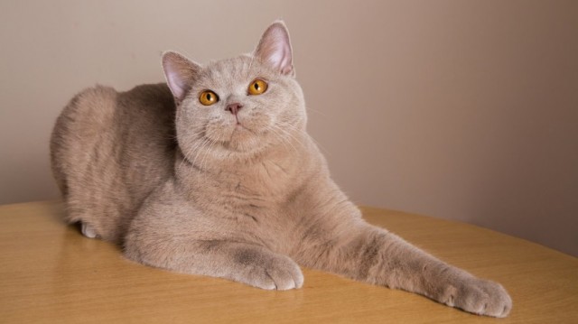 5 самых редких окрасов кошек