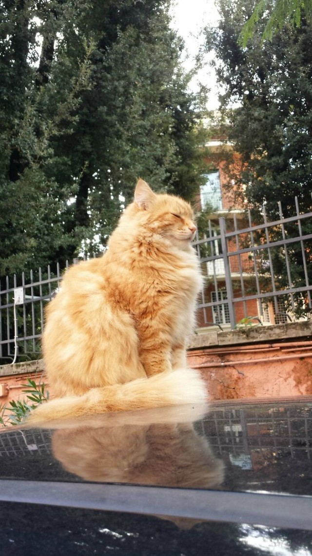 К - Котогеничность