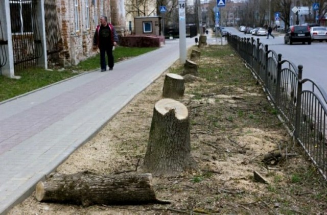 Калужские депутаты попросили спилить деревья у школы, где учатся их дети, чтобы им было удобнее парковаться