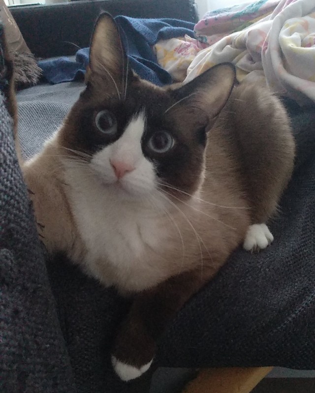 Котовторнику быть!