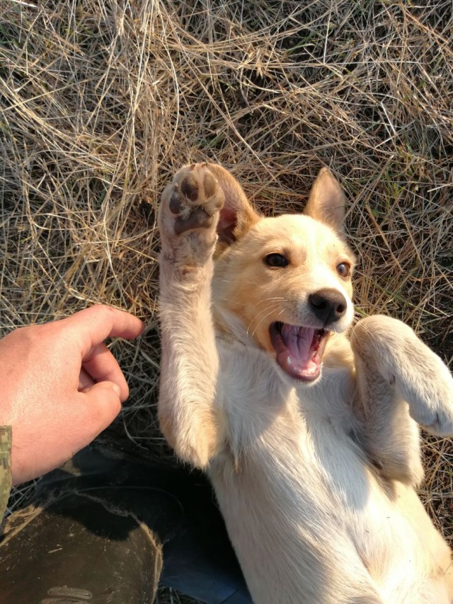 Собака на сене