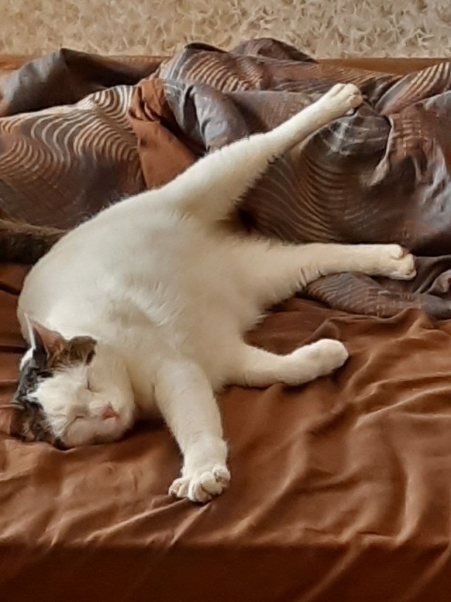 Котовторник (свои добавляем)