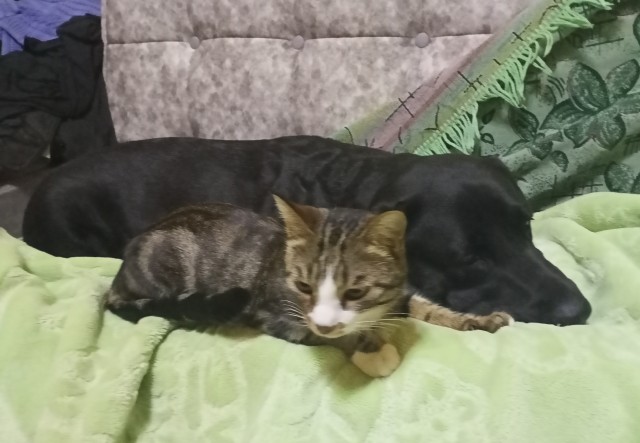 Жизнь домашнего приюта для котеек 367
