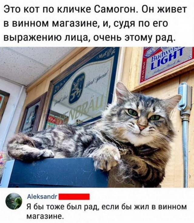 Всяческие картинки 10.12.2021