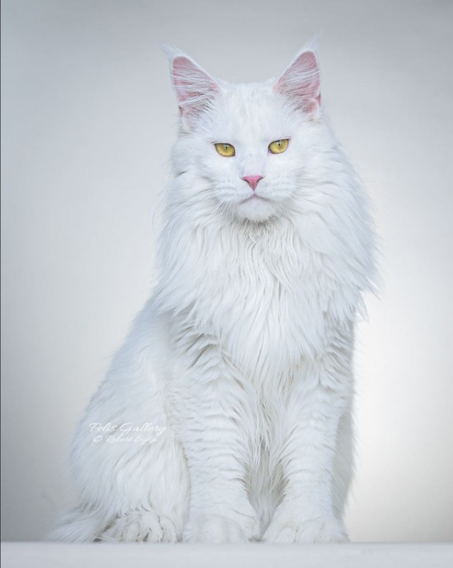 Кот Мейн-кун: царь домашних кошек!